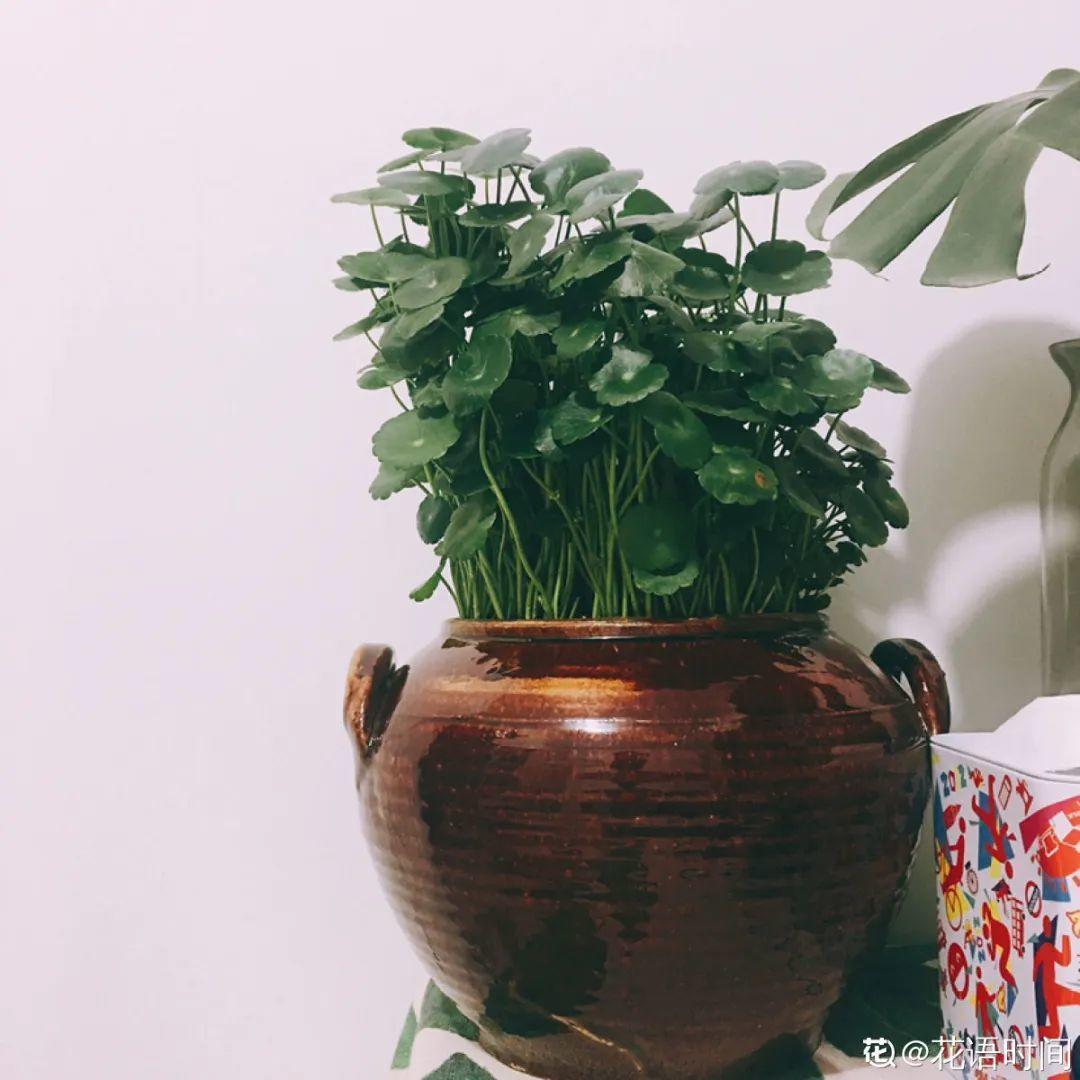 爷爷的破茶壶,全被我拿来养花,省下大笔花盆钱!