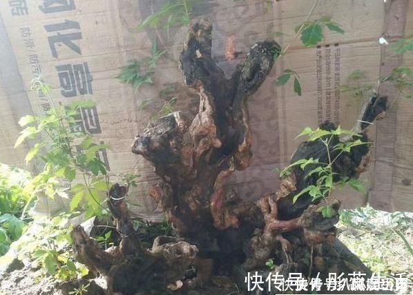 山路边挖来的“虫眼桩”,捡回埋在沙盆中,3个月发新芽、价猛涨