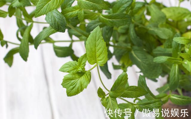 柠檬薄荷|如何在家种植能够食用的薄荷