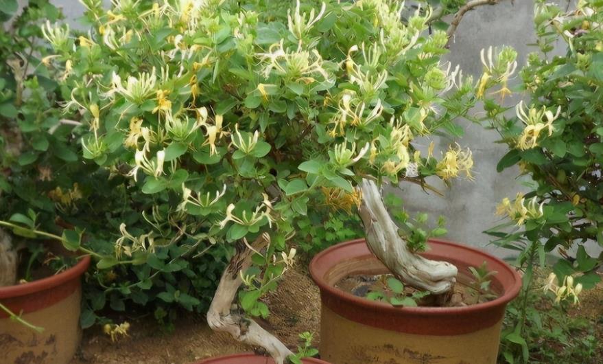 盆栽|该怎么将植物“矮化”，有什么好处？