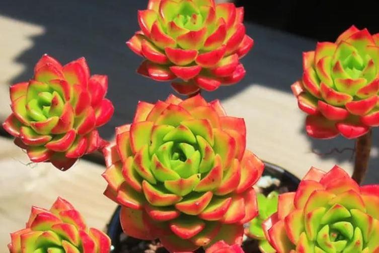 人气较高的8种多肉,天冷越晒越漂亮,越看越喜欢