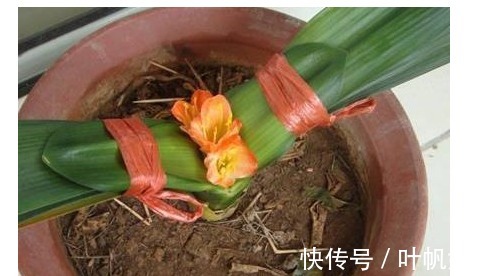 植物|君子兰养了3年都不开花浇水时候兑点“它”，年年开花爆盆