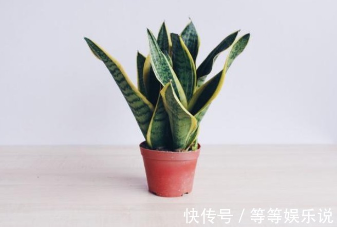 镇宅又去煞的几种花，有钱人偏爱第三种，无论如何也要养一盆！