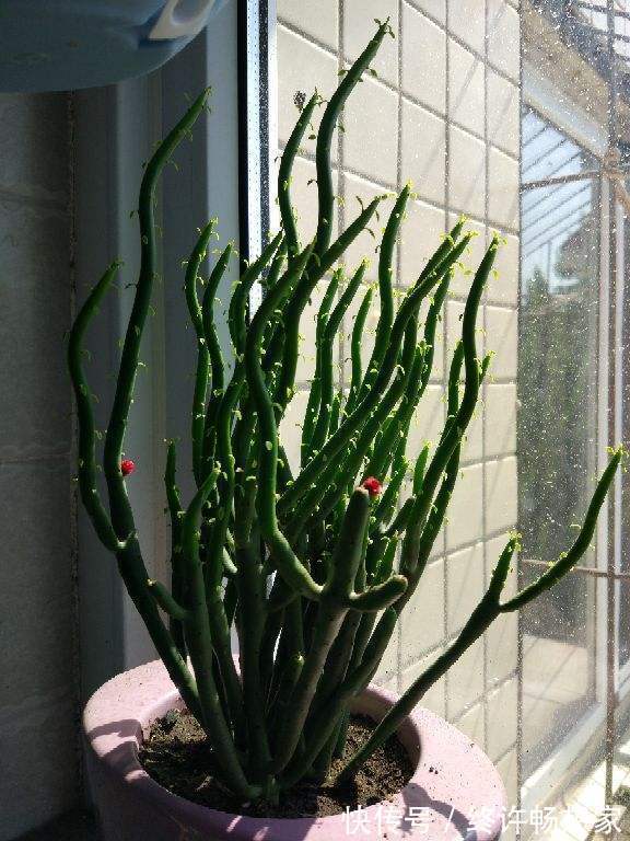 花友|养棵多肉美滋滋,谁知是家中潜藏的毒虫,不知道吃大亏!