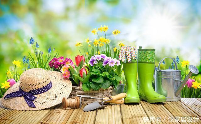 春天不建议买5种花，看不了几天花，夏天还容易死，白花钱