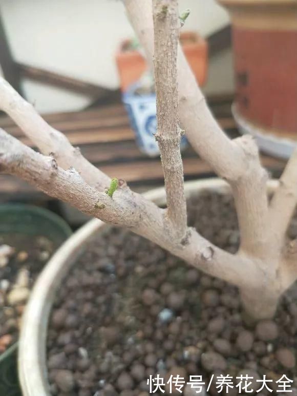 3月是给花剃头的好时机，现在狠心剪，下月就开花