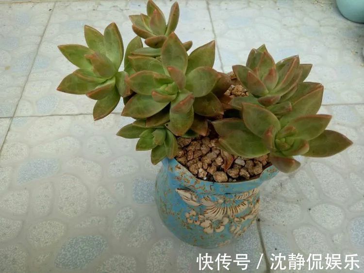 昂斯诺|一直都养不活花,直到遇见了多肉!只要用心,就能变美!