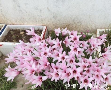 妖艳|泼辣的“胖美人”10块钱买“一堆”,狂风暴雨后,妖艳花满地