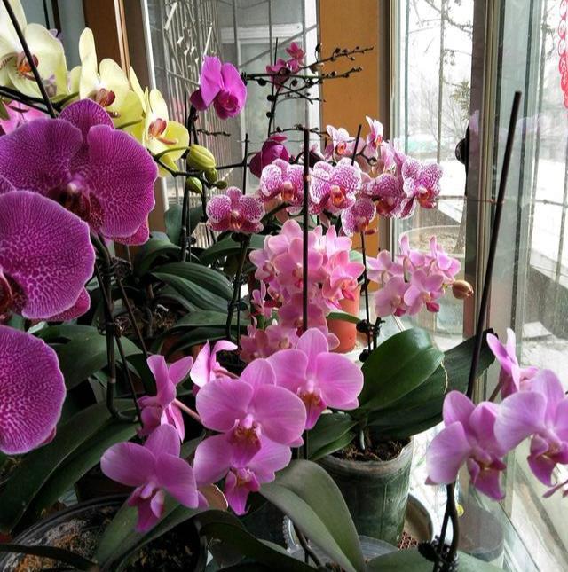 漂亮|6种漂亮花,自带“储水器”,一个月不浇水,旱不死,不妨碍开花