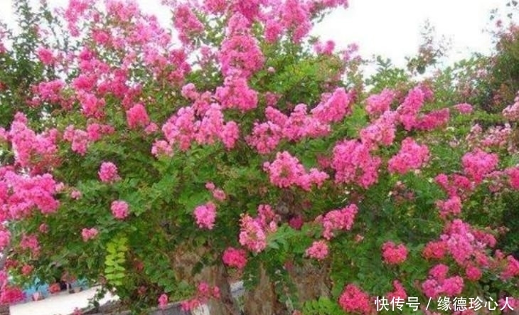 4种旺运花,吉祥添富贵,漂亮花期长,开花一簇簇,开成百花园!