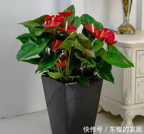  开花|此款耐阴花，号称“开花机器”，好养又好看，花朵红艳艳！