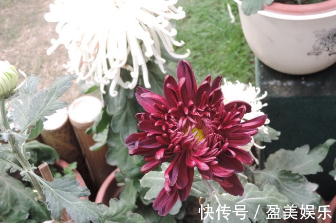 花花|喜欢菊花，不如养盆“五大名菊之四”墨荷，花色如墨，端庄稳重！