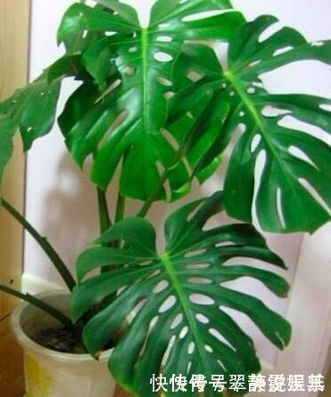 龟背竹|能让人长寿的盆栽,真是不可思议,最后一种人人都喜欢