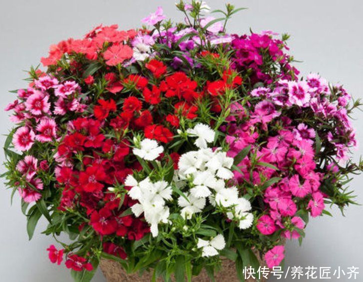 家中养着这6种花，春季花期别缺肥，这样才能持续开不停