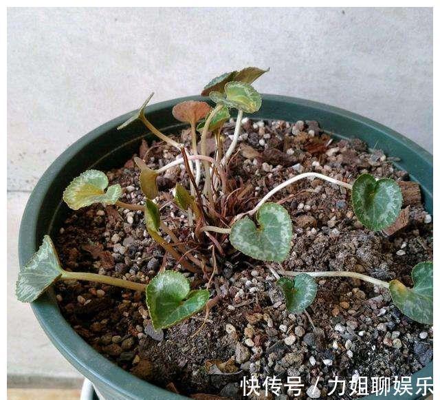 7种“富贵花”,容易被浇死,别太狠,一杯水就够养一冬天