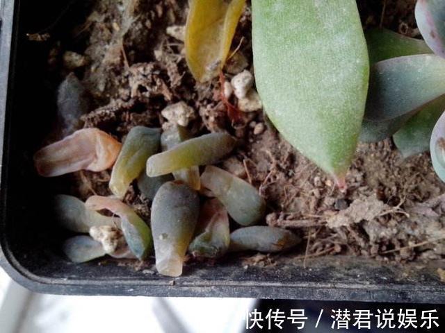 浇水|多肉一化水就死，邻居奶奶这样处理，才第三天叶子就翠绿了