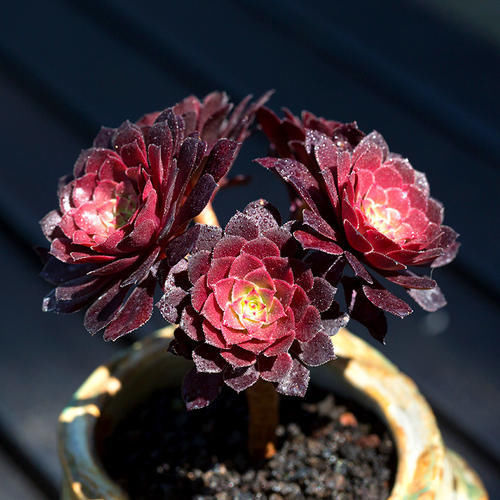 养多肉法师，满足3个条件，不用营养土也能长爆盆