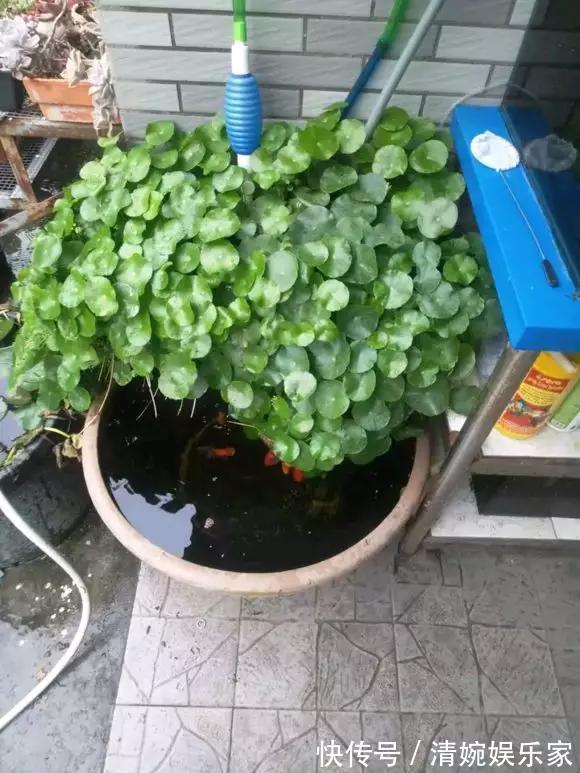 咋“折腾”都不死的4种花，越修剪越旺，很难养死