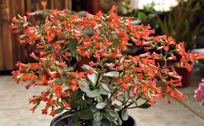 盘点长寿花家族7大常见品种,看看有哪些,你家里有吗?