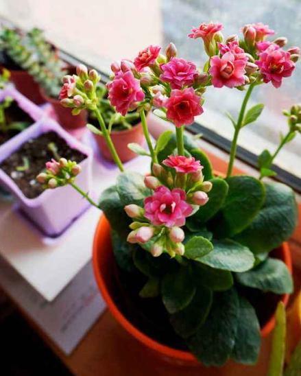 3种脾气很古怪的花,花盆越小长得越好,养护的人要注意