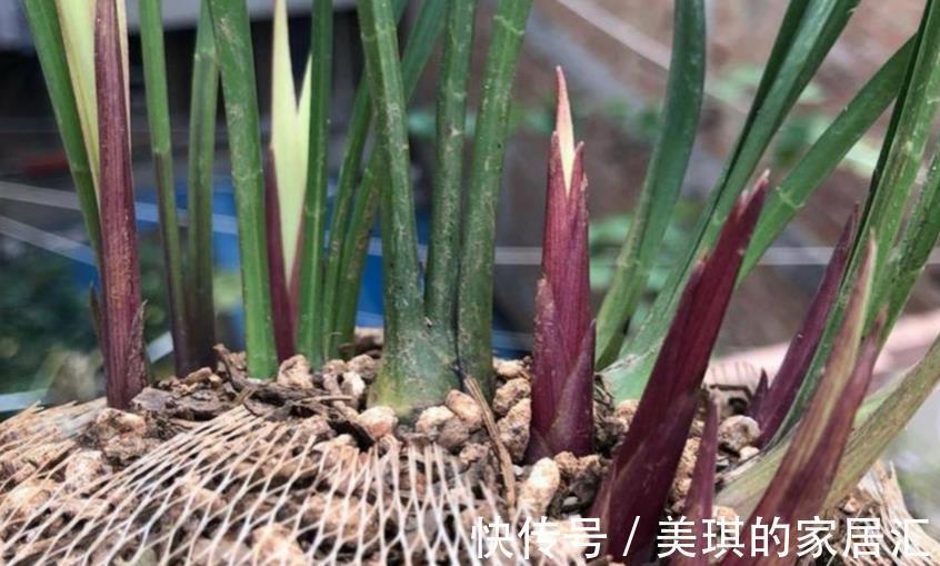 兰花烂根可能是哪些地方出问题？这4处，错一点植株都萎靡