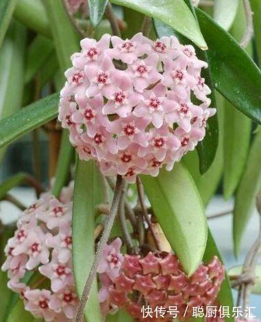 球兰|农历10月初4立冬后,养什么花?以下3种花,事事顺心吉星高照