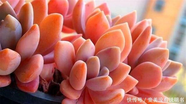 格调|3种最容易养成悬崖桩的多肉,养护简单色彩绚烂,高贵大气有格调!