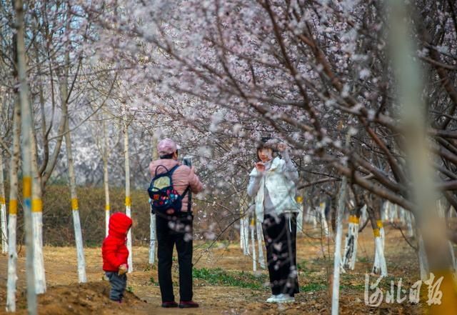 植树节｜学会这些小知识，一起种下“春”的种子吧！