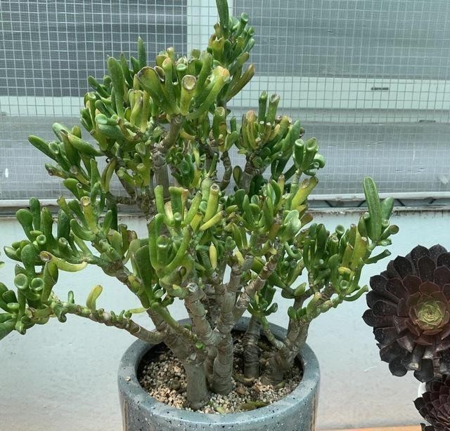 椰壳|这花叫马蹄掌,也叫吸财树,寓意“招财进宝”,比多肉还好养