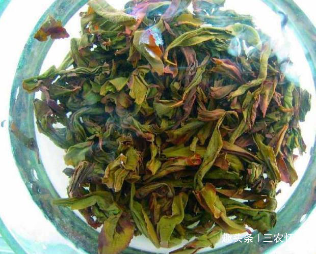 盆里放3种废渣,养花1年不用施肥,养啥旺啥,叶片肥得流油