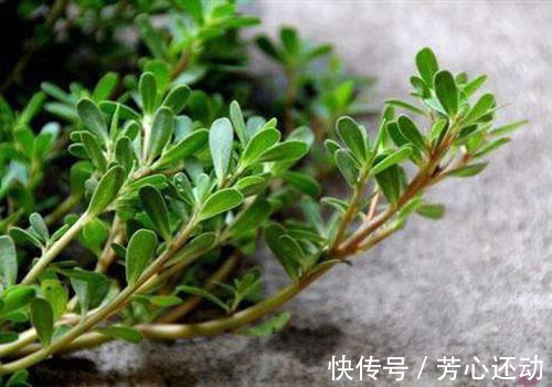 药用价值|“吃得马齿苋,到老无病患”,被称长寿菜的马齿苋,有哪些好处