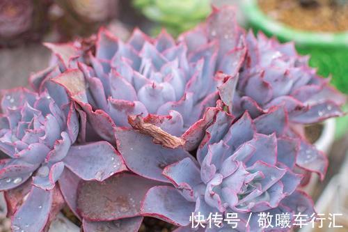 老手都抢着养的多肉,不徒长容易出状态,养在阳台超美的