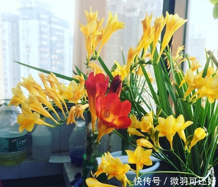 都是“兰花”，这9种便宜又好养，还能开花，比兰花好养10倍