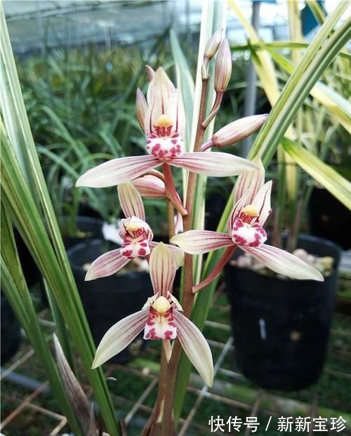 建兰四大艺草之首“八宝奇珍”，花叶俱美，香味怡人，新手适合养