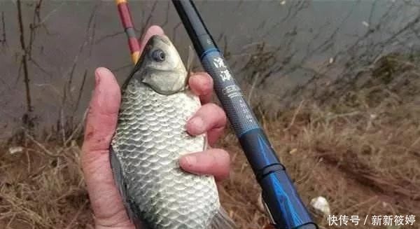 鲫鱼群|老钓手果然没吹牛,野钓鲫鱼只要用上这四招,天天去钓都不过瘾