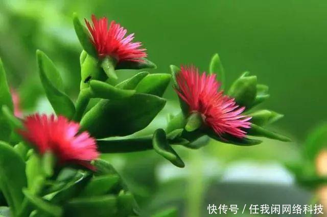 太阳花|4种“便宜花”适合6月养，容易开爆，花期长，关键是容易养