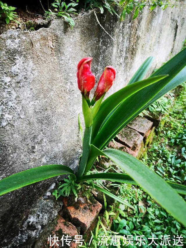 真正的花坚强,墙缝、地缝都能长,开花特别旺!