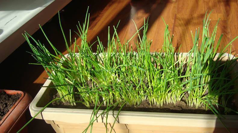 阳台|阳台小葱,又细又黄教你一招,根根粗壮,一抓一把吃不完!