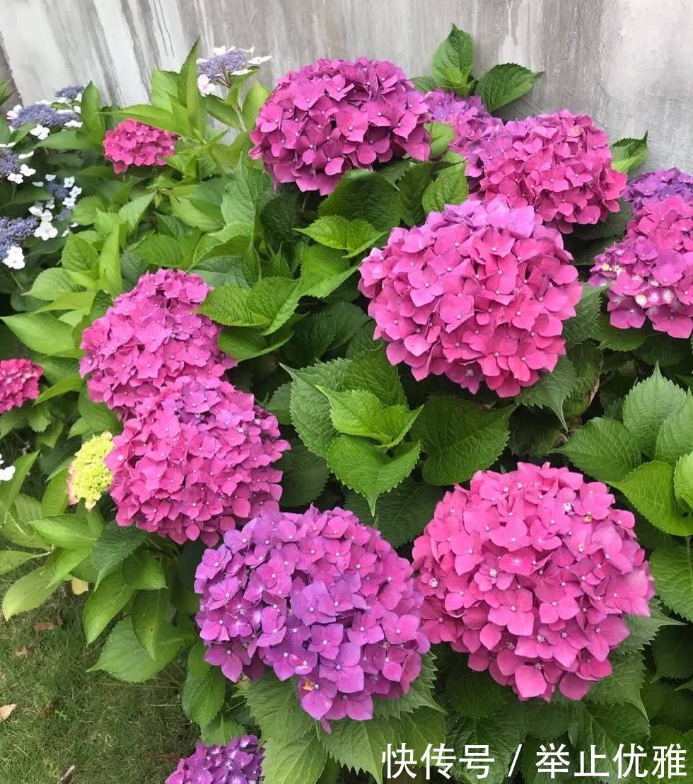 养好绣球花,有“2招”,枝子多花苞多开成花球