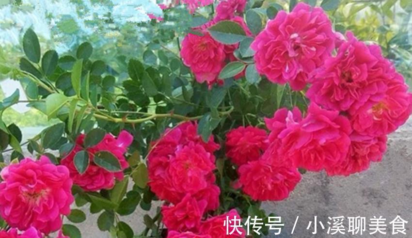 七里香|此花比啥花都香，沾土就活，花开大半年，家养一盆香味十足