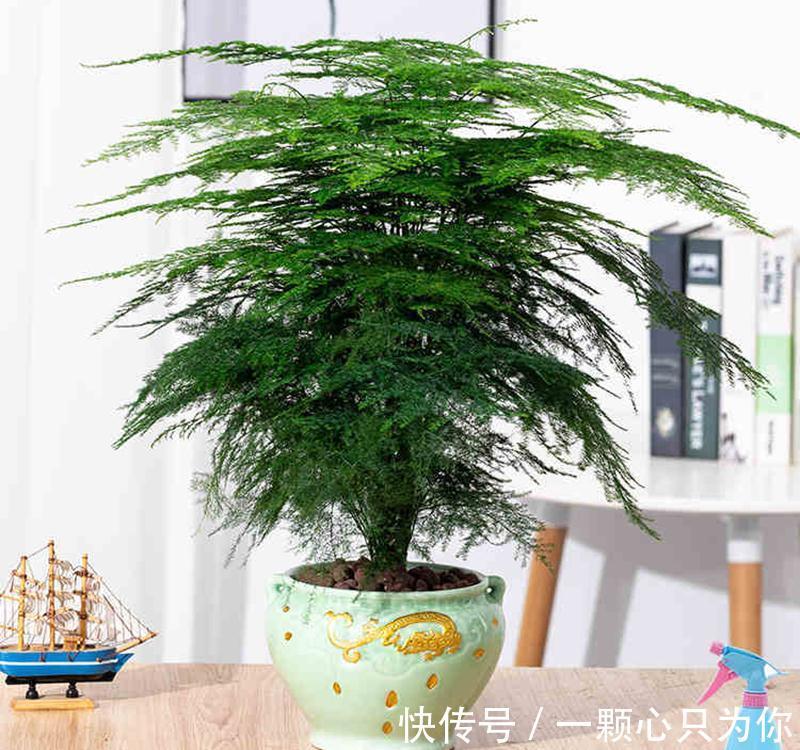 室内养一盆文竹,四季常青有活力