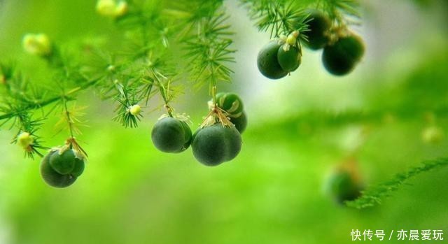 施肥|想要文竹枝繁叶绿,注意这“5不”,别再随心所欲地养了!