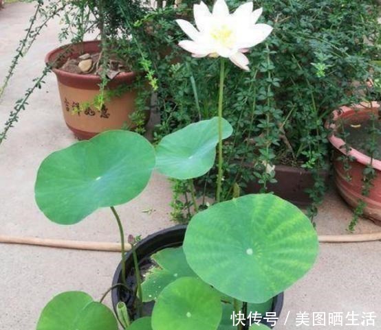 老公用轮胎“造景”盖鱼池,扔几颗碗莲,种几盆薄荷,美得不像话!