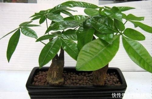 养花不如养树,这种树,养人旺财吸甲醛,谁养谁知道