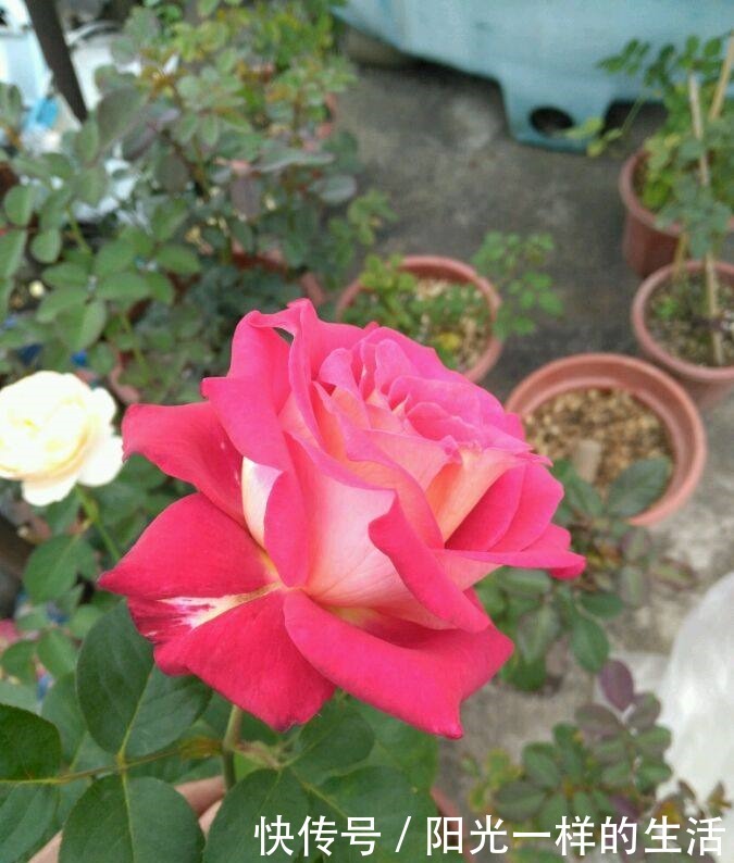 花色|喜欢牡丹，不妨试试“高端玫瑰”卡罗拉，花开红艳似火，美艳优雅