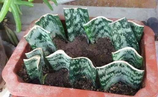 家里有着6种花赚了!自己在家扦插,不花钱轻松变出好几盆