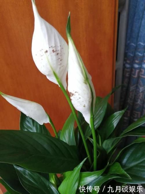 光照|4种花耐阴能力强,而且都是观花植物,家里光照不好也能养