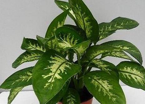 空气|这3种绿植号称天然的空气净化器,放在厨房太合适了!