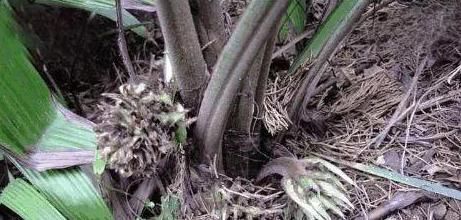 补肾|农村不起眼的野草,却是天然“雄激素”,补肾助阳