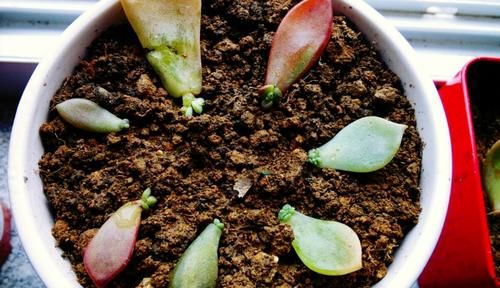 “养多肉需多晒太阳、少浇水？”大错特错，这3阶段正好一反